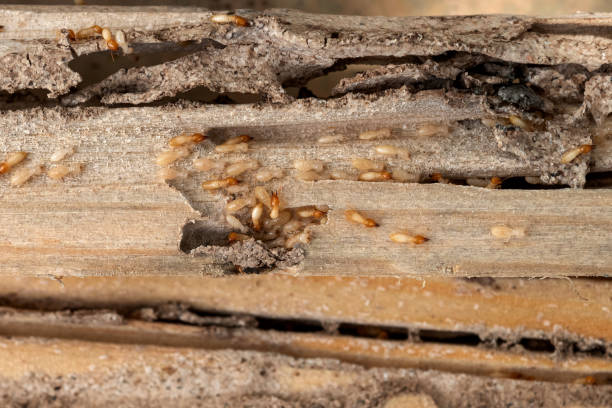 Best Wildlife Control Services  in Chillicothe, MO